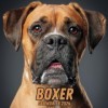 Boxer Calendrier 2024: Organisateur de 14 mois , Novembre 2023 à décembre 2024, pour la maison et le bureau pour les amoureux