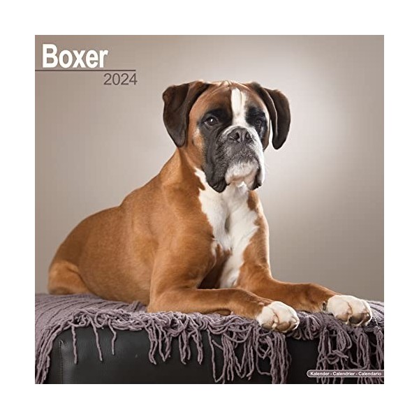 Boxer Euro Calendar 2024 Square Dog Breed Wall Calendar - 16 Month