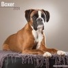 Boxer Euro Calendar 2024 Square Dog Breed Wall Calendar - 16 Month