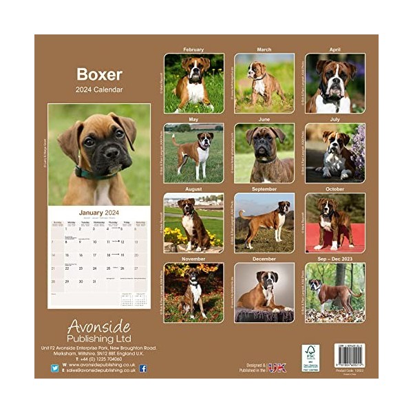 Boxer Euro Calendar 2024 Square Dog Breed Wall Calendar - 16 Month