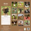 Boxer Euro Calendar 2024 Square Dog Breed Wall Calendar - 16 Month