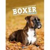 Le boxer